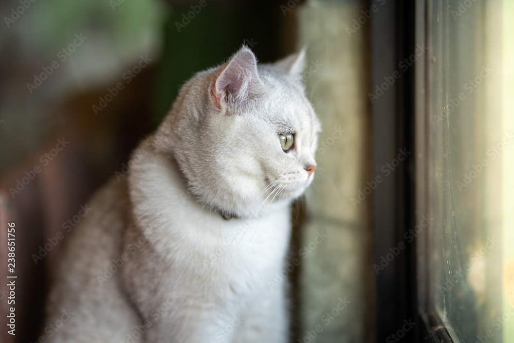 gray cat is sitting out looking out the window. From inside the room in the house. gray cat is sitting out looking out the window. From inside the room in the house.
