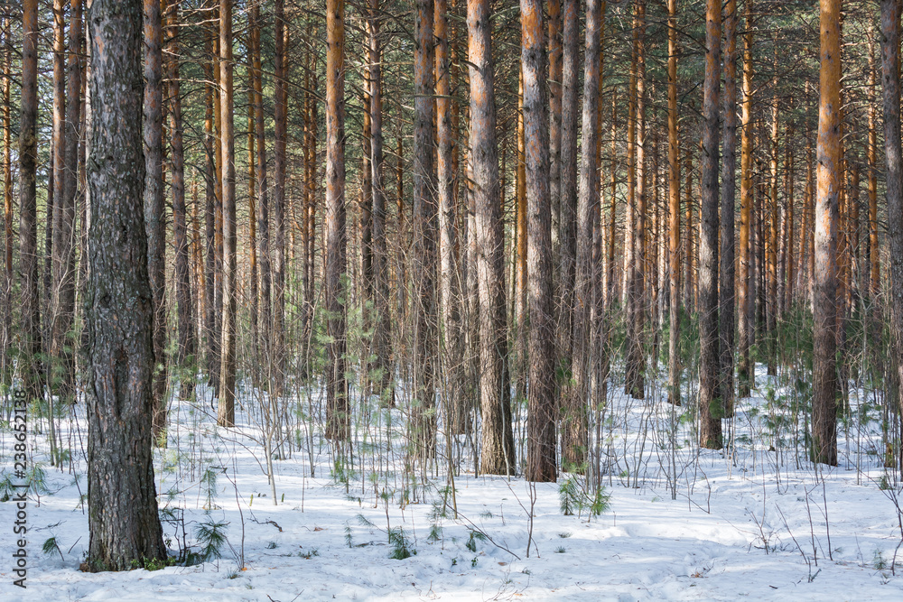 Winter pine forest with snow.