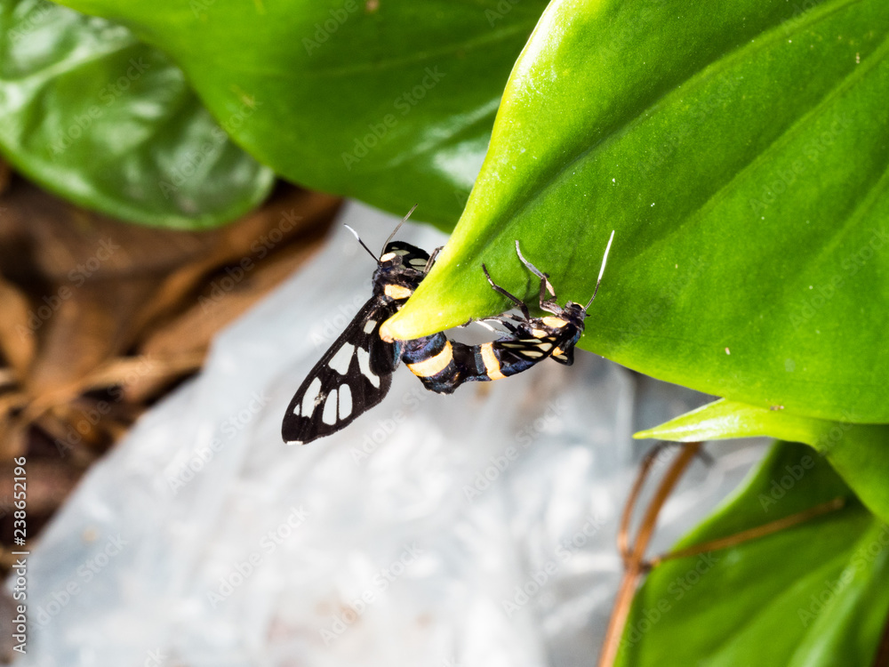 Fototapeta premium couple of black moth on a leaf in mating season