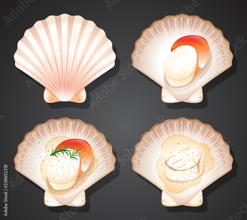Set of scallops scene