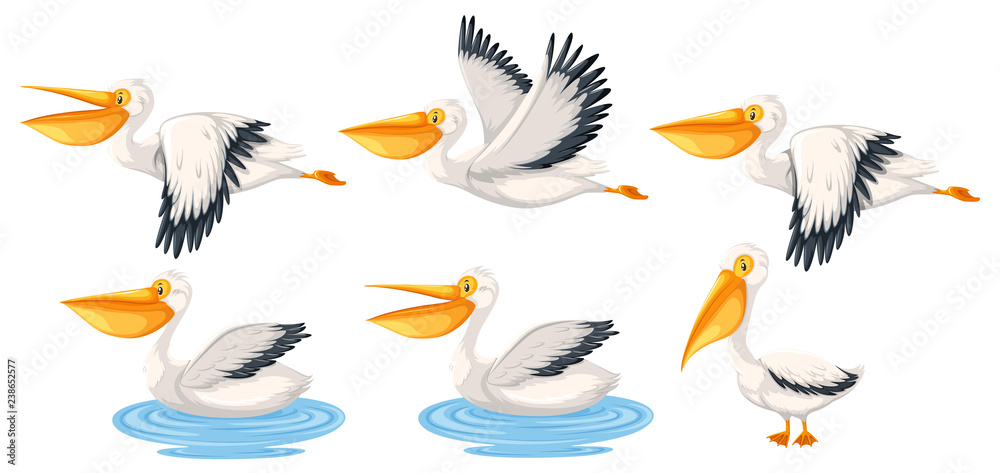 Obraz premium Set of pelican character
