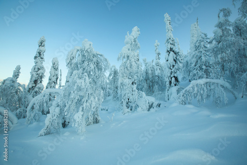 Beautiful forest in snow