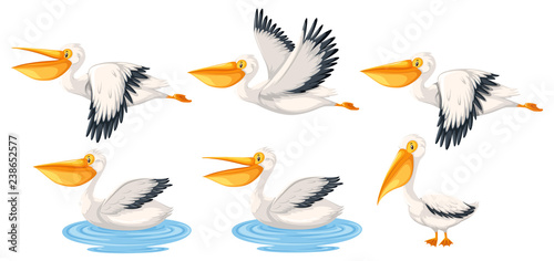 Set of pelican character photo