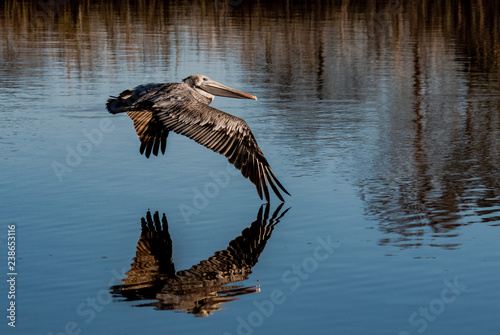 Pelican in Flight © Greg
