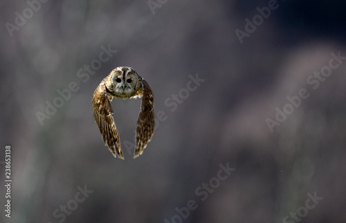 Tanwy owl (Strix aluco) in flight 2