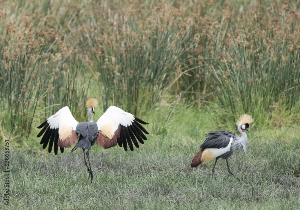 Africa, Tanzania Serengeti National Park, Ngorongoro crater area crowned crane dancing. Africa, Tanzania Serengeti National Park, Ngorongoro crater area crowned crane dancing.