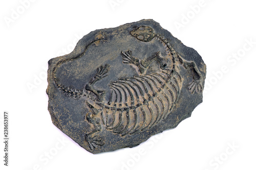 Fossil : Dinosaur fossil (Keichousaurus hui fossil , female) isolated on white background. photo