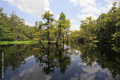 Fototapeta Naklejka Na Ścianę i Meble -  Cyprees trees and clouds reflected on the still waters of Fisheating Creek, Florida.