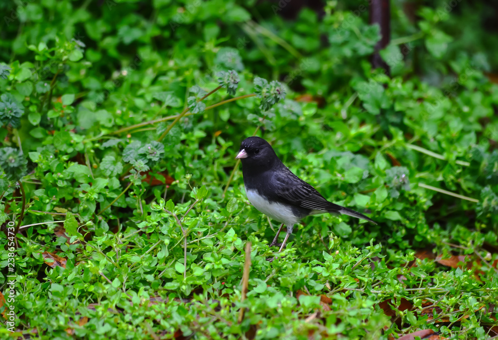 Obraz premium Male Dark-Eyed Junco in Wet Vegitation on Rainy Day
