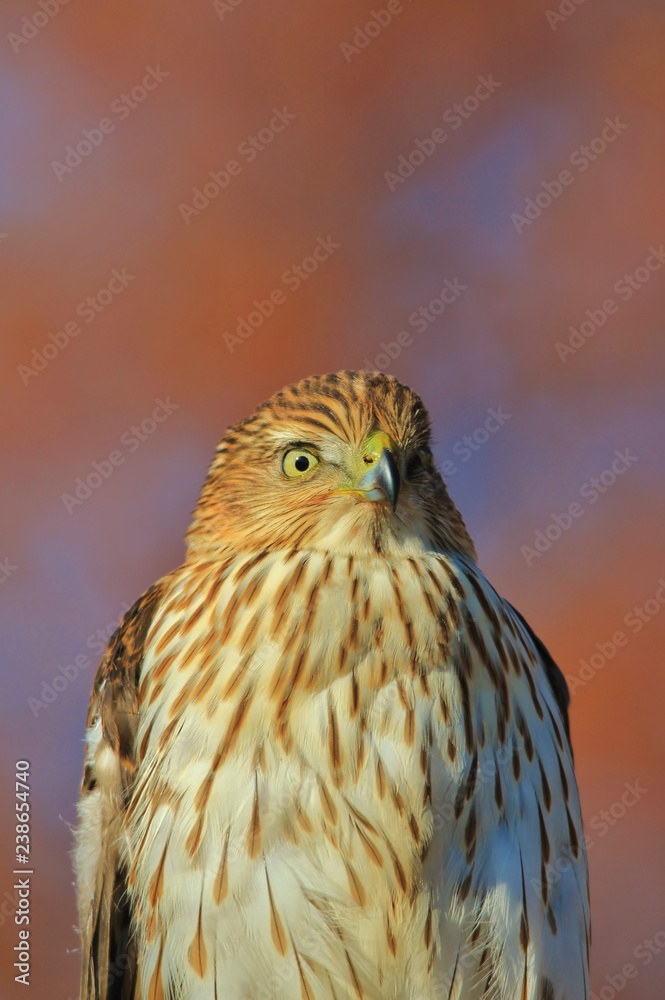 Cooper's Hawk Juvenile - Stare of Gold Cooper's Hawk Juvenile - Stare of Gold