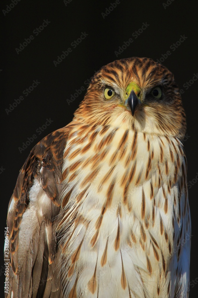 Obraz premium Cooper's Hawk Juvenile - Golden Eye of Power