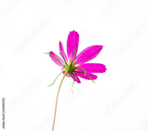 Pink flowers  isolated white background