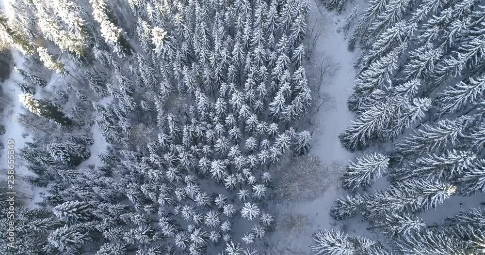 drone overtop / blackfortest / snow / forest / winter / landcape / 