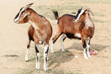 indian goats