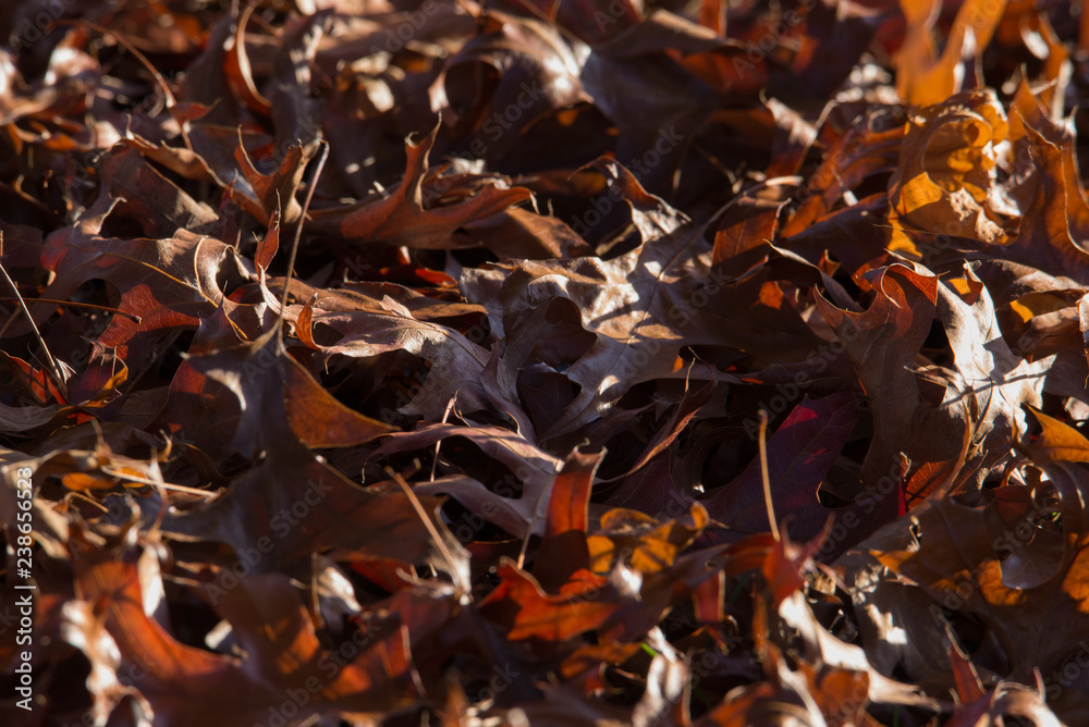 Time of change, brown autumn leaves lie on the ground, with light filtering through them. Time of change, brown autumn leaves lie on the ground, with light filtering through them.