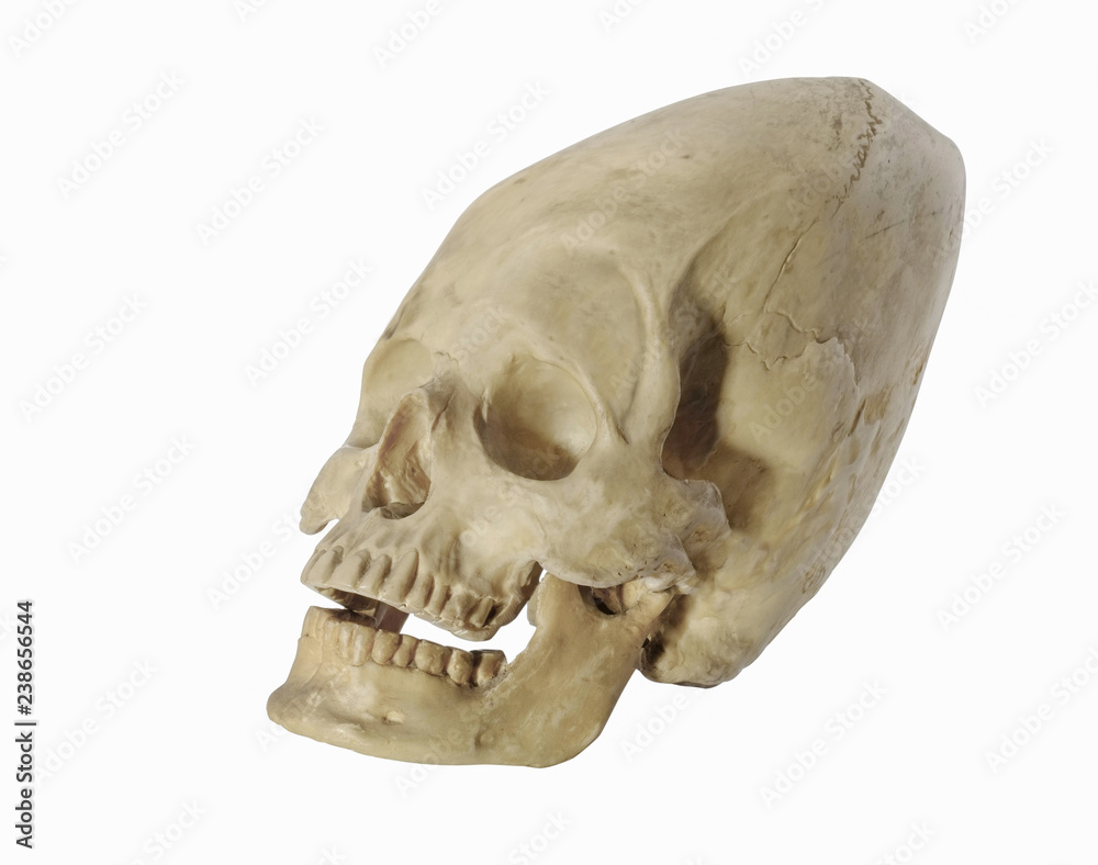Skull head. Skull head.