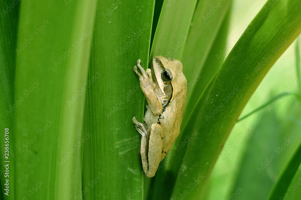 frog on leaf