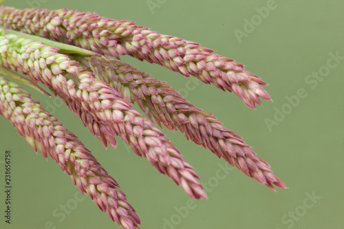Yorkshire fog Grass (Holcus lanatus)