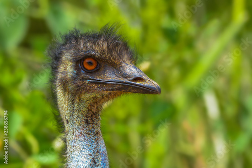 Emu photo