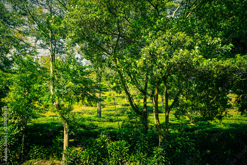 bush tree with tea plantations and tree on side road in puncak bogor bush tree with tea plantations and tree on side road in puncak bogor