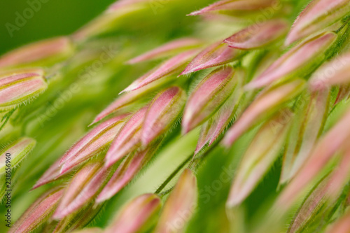 Yorkshire fog Grass (Holcus lanatus)