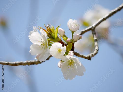 桜