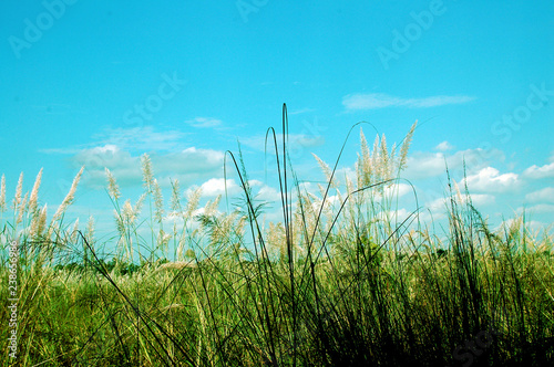 green grass and blue sky