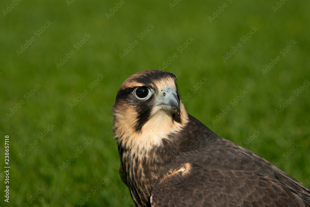 Lanner Falcon portrait/head shot. Close up Lanner Falcon portrait/head shot. Close up