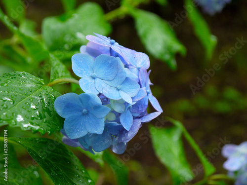紫陽花