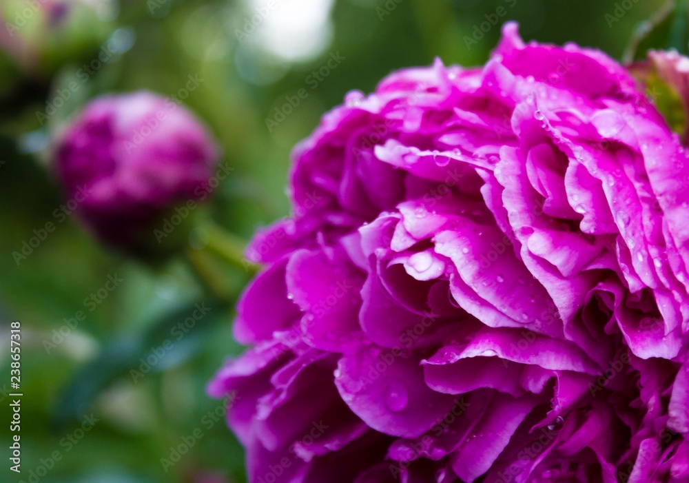 Big pink flower with dew drops