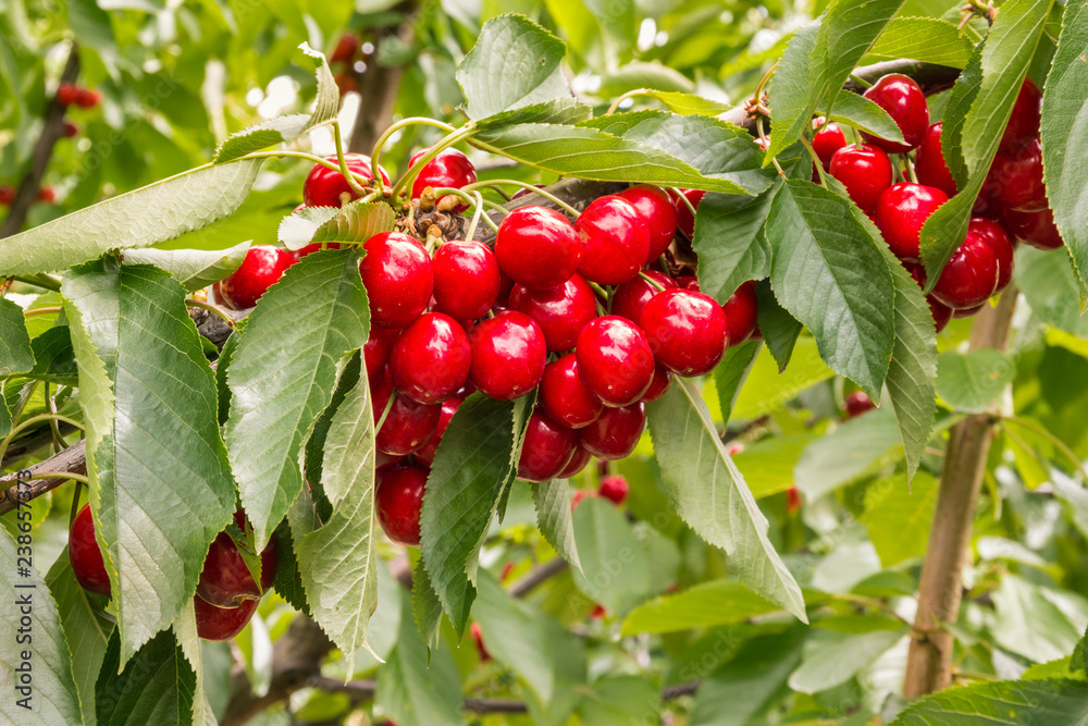 Obraz premium bunch of ripe organic cherries on cherry tree before harvesting