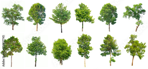 Collection of isolated trees on white background. 