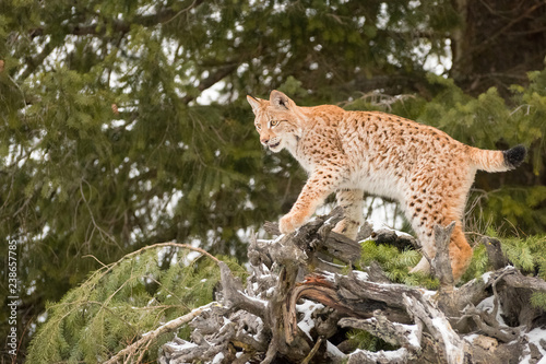 Young Siberian Lynx Clambering across a Fallen Evergreen