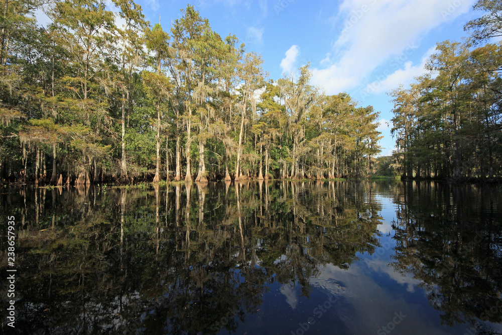 Cypress trees and clouds reflected on the still waters of Fisheating Creek, Florida. Cypress trees and clouds reflected on the still waters of Fisheating Creek, Florida.