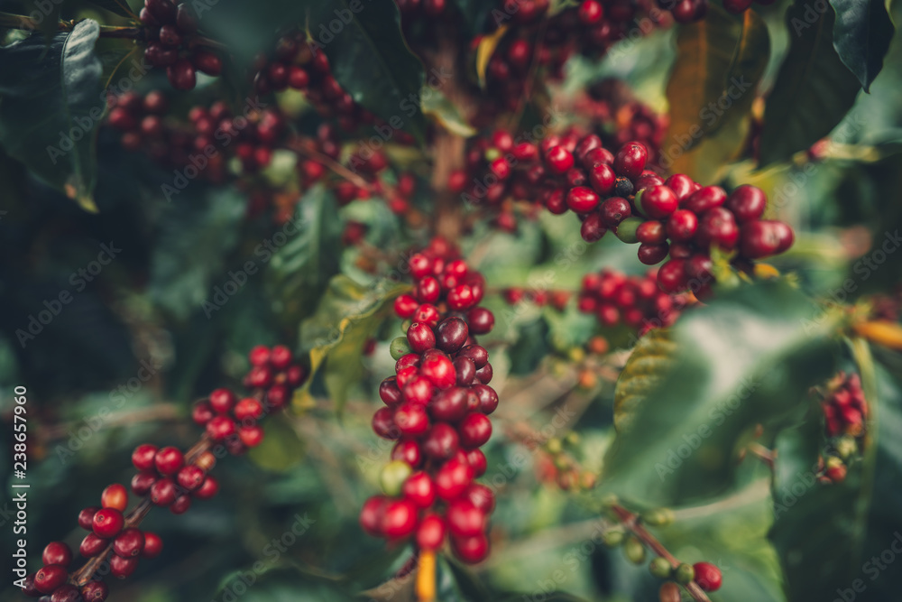 cherry coffee Good quality red coffee beans exuberant coffee tree cherry coffee Good quality red coffee beans exuberant coffee tree