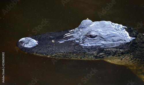 Aliigator photo