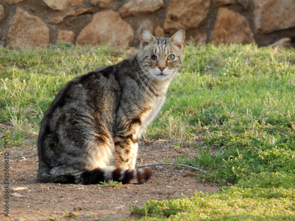 Obraz premium one - eyed cat - veteran cat fighting