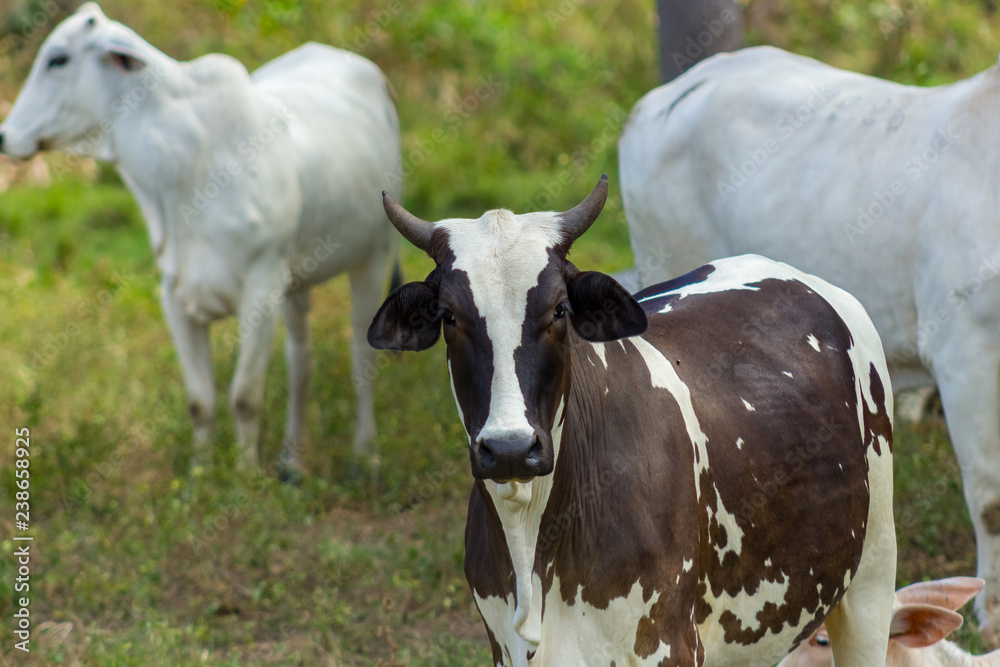 beautiful cow in venezuela beautiful cow in venezuela