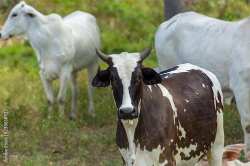 beautiful cow in venezuela