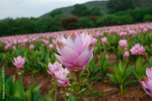 Krachai flower or  Siam tulip flower in garden 
 photo