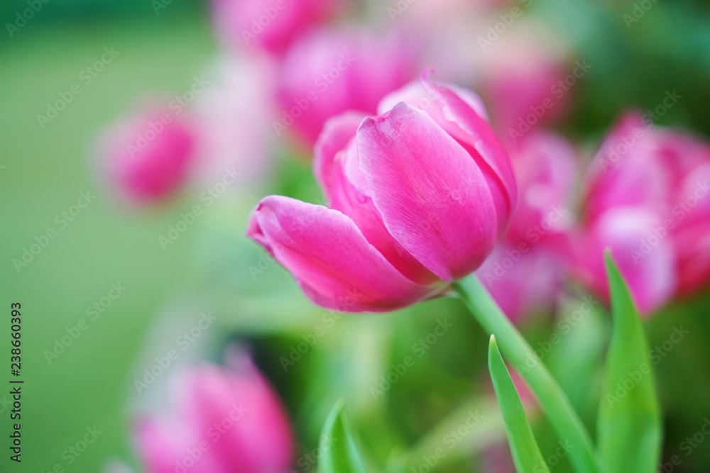 sweet pink tulip flower blooming in garden, in soft focus