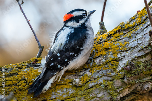 Male Downy Woodpecker on a branch
