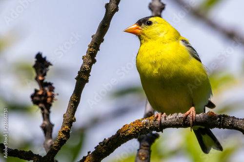 American Goldfinch on a twig