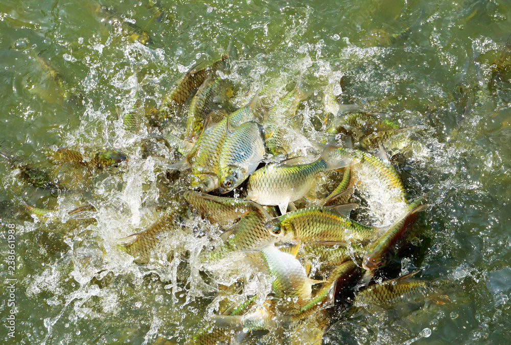 Fototapeta premium Silver barb, java barb in the pond.