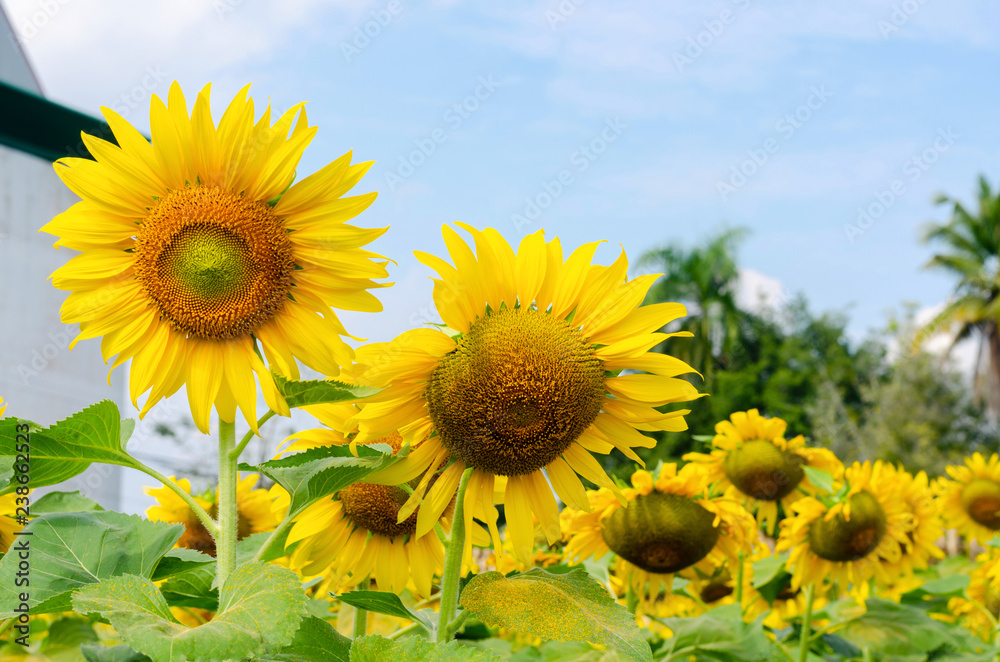 beautiful of Sunflower (Helianthus annuus) field beautiful of Sunflower (Helianthus annuus) field