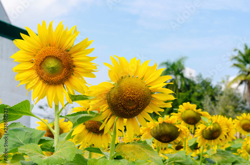 beautiful of Sunflower  Helianthus annuus  field