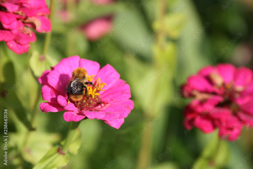 Dahlien mit Biene Dahlien mit Biene