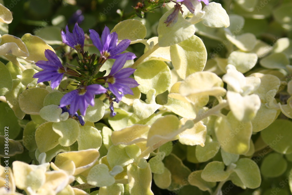 Hortensie und Schmucklilie Hortensie und Schmucklilie