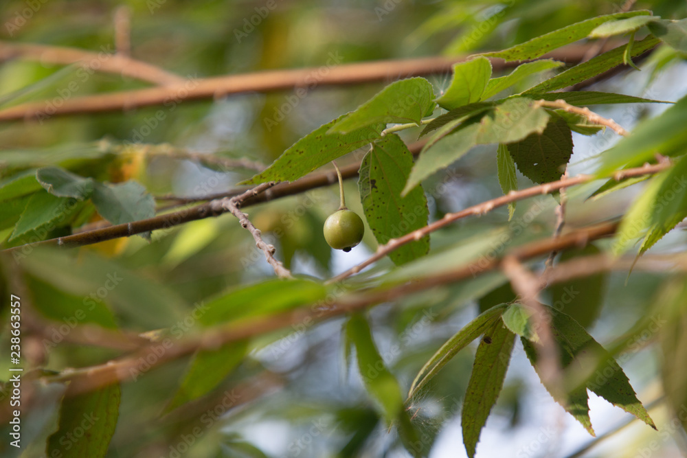 Flacourtia rukam or Indian plum or Jamaican cherry . Flacourtia rukam or Indian plum or Jamaican cherry .