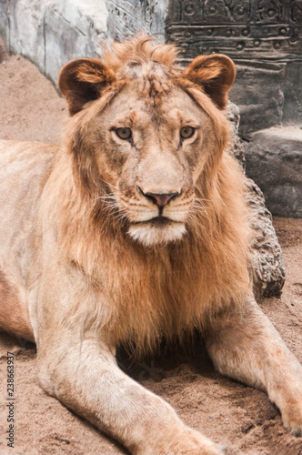 Lion , male lion 